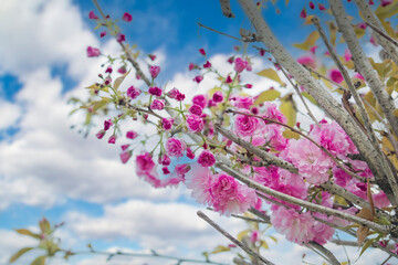 Branches of blossoming decorative cherries against the sky. Pink flowers on the branches of a tree.
