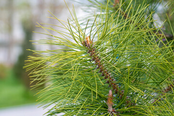 Close-up of a spruce branch with long green needles. Fluffy tree.