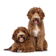 Adorable duo Australian Cobberdog aka Labradoodle dog pups, sitting and laying facing front....