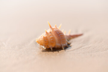 Seashell on the sand beach in the back-light of sunset. Summertime.