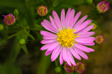 Florzinha rosa