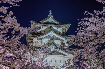 Naklejka premium 弘前公園の夜桜ライトアップ