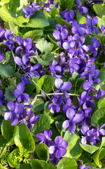 Vertical image of violets. Close-up of fragrant Viola. Purple flowers bloom in spring. First spring flower, purple. Wild violets in nature.