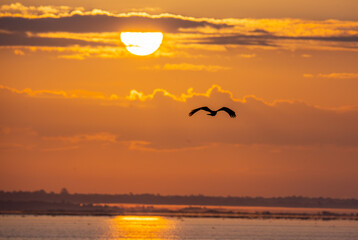 Obraz na płótnie Canvas sunrise over the ocean with a snail kite flying through