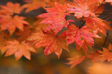 恩原高原の紅葉 岡山県 恩原高原