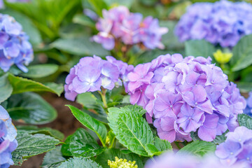 Fototapeta premium The Hydrangea in difference color in the garden.