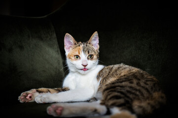 portrait of a cute little cat