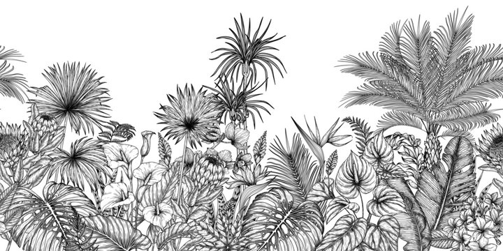 Seamless horizontal pattern tropical garden in engraving style. Anthurium, aralia, protea, palm and banana leaves, orchid, liviston, frieze, sabal, plumeria, zantedeschia, monstera, strelitzia