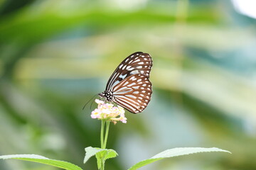 リュウキュウアサキマダラリュウキュウアサキマダラ