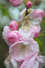 Pink flowers and buds of garden decorative almonds close-up