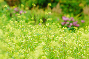 Blooming canola, colza, rapeseed in garden. Floral background with yellow flowers rapeseed in summer day.