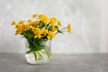 Yellow summer flowers on a gray background