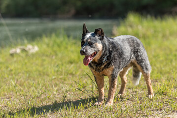 Naklejka na ściany i meble Obedient old australian cattle dog is posing in front of water.