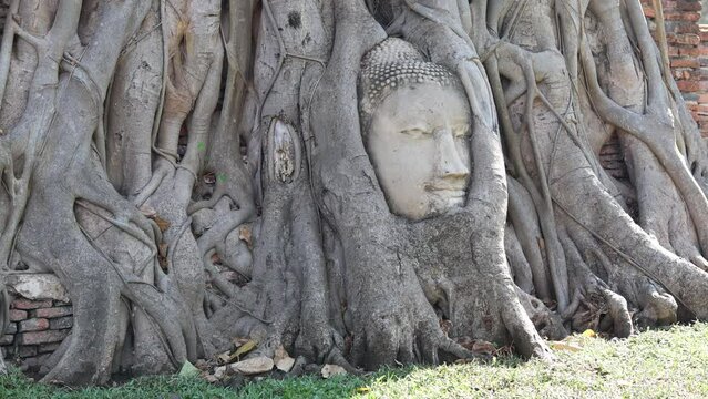 Buddha head statue located in enormous tree roots. Brick wall ruins. Camera moving slowly from left to right. Insects in sun rays. Wat Maha That. Ayutthaya, Thailand.