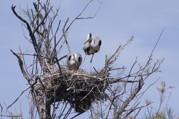 Couple de hérons dans un nid