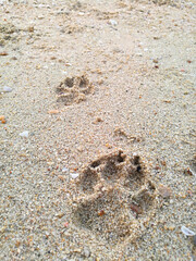 The footprints of a dog on the beach, Dog's tracks imprinted in the sandy beach.