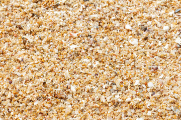 abstract background of shell conch fragments, vacation concept. Sand texture. Sandy beach close-up