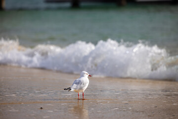 seagull on the beach