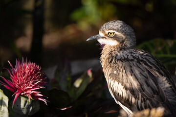 bush-stone curlew 