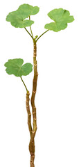 gernaium plant isolated, aka pelargoniums, ornamental houseplant with attractive foliage