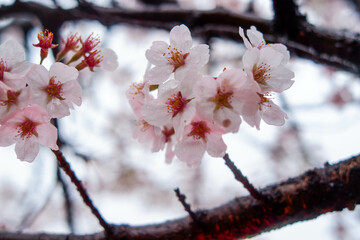 Fototapeta premium Cherry blossom blooming season.close up on beautiful lovely pink flowers in a public park. concept for natural spring background