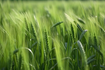 Obraz premium growing green wheat field detail view