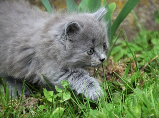 Naklejka na ściany i meble cat in the grass