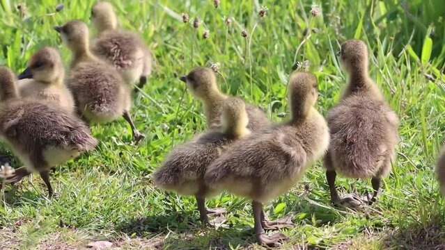 A stunning video of a family of Geese and Goslings walking around a Nature Reserve in the summer.