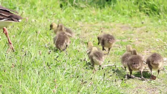 A stunning video of a family of Geese and Goslings walking around a Nature Reserve in the summer.