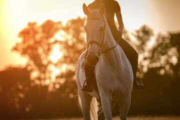 Happy white horse and his rider at the sunset. Equestrian theme.