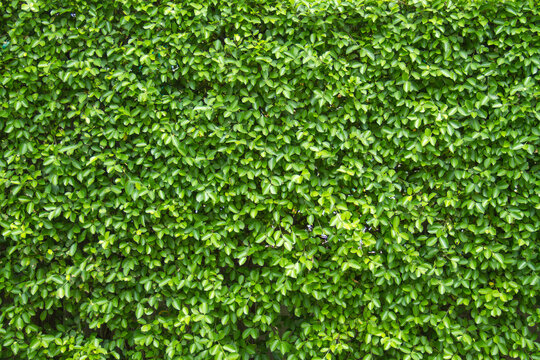 Green Leaves texture background wallpaper.
