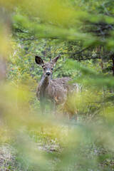 A winking Mule Deer in the forest.