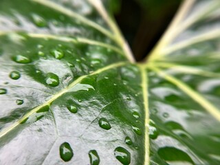 ツワブキの葉の上の雨粒