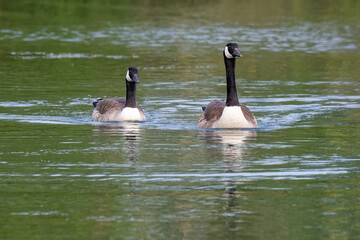 couple de bernache du canada