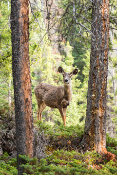 Mule Deer (Odocoileus hemionus) standing in the forest.