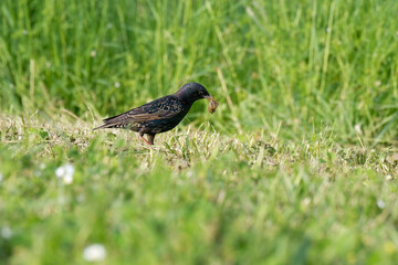 Étourneau sansonnet - Sturnus vulgaris Linnaeus- passereaux