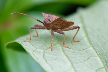 corée marginée - Coreus marginatus