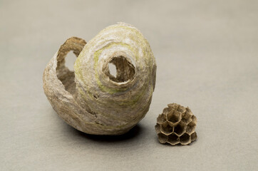 empty nest of wasps with honeycombs on gray background isolated