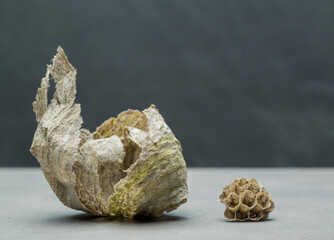 empty nest of wasps with honeycombs on gray background isolated