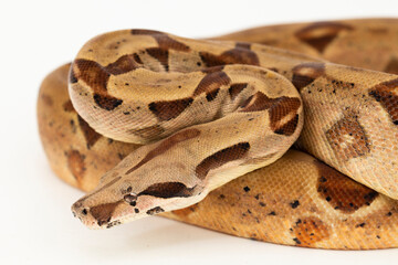 Fototapeta premium Salmon Boa Constrictor snake isolated on white background