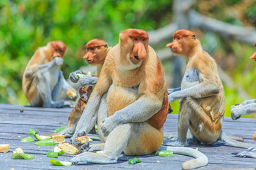 proboscis monkey or nasalis larvatus