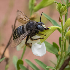 Parkinsonia Carpenter Bee, Xylocopa tabaniformis parkinsoniae