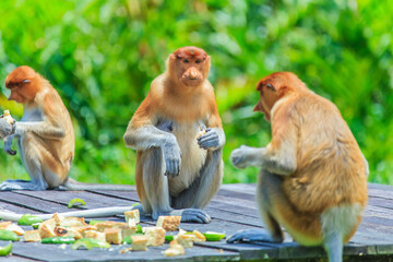 proboscis monkey or nasalis larvatus