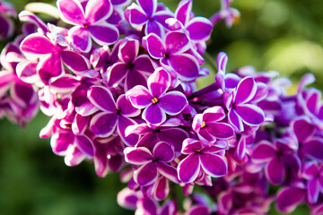 Naklejka na ściany i meble Big lilac branch bloom. Spring purple lilac flowers close-up on blurred background. Bouquet of purple flowers. Blossoming purple lilacs in the springtime. Blooming bush with tender tiny flowers