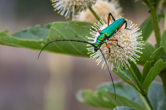 Texas Bumelia Borer, Plinthocoelium suaveolens plicatum