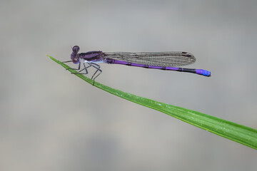 Variable Dancer, Argia fumipennis