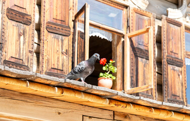 Pigeon on the windowsill of an old log house with carved wooden architraves - obrazy, fototapety, plakaty
