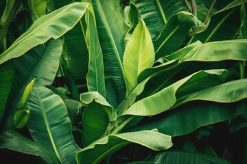 Naklejka na ściany i meble Banana leaves, tropical green background