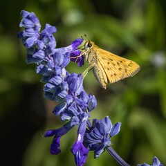 Fiery Skipper, Hylephila phyleus