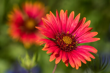 Maroon Blanketflower, Gaillardia amblyodon